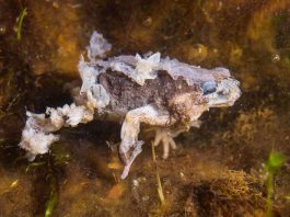 [Science] Nearly 100 species of frogs, toads and salamanders wiped out by fungus – AI