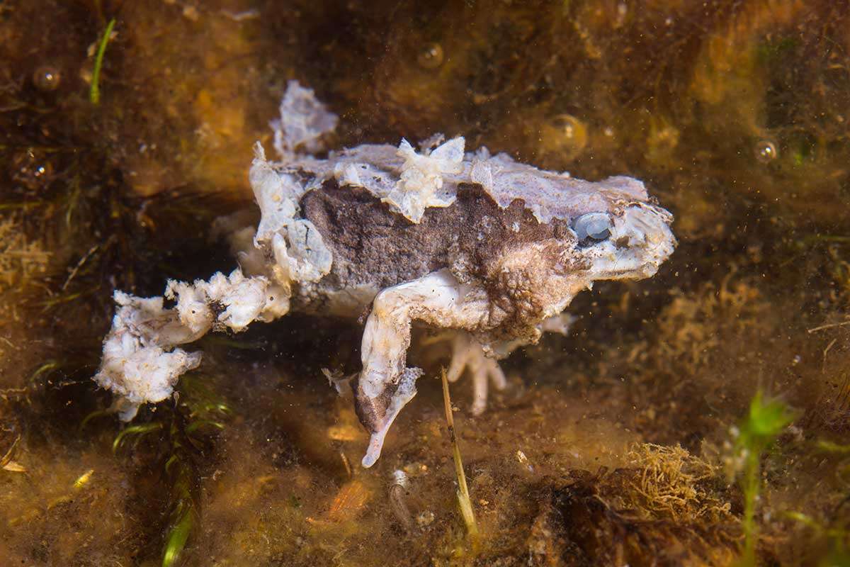 [Science] Nearly 100 species of frogs, toads and salamanders wiped out by fungus – AI