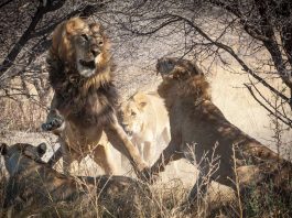 [Science] A crucial population of lions has lost much of its genetic diversity – AI