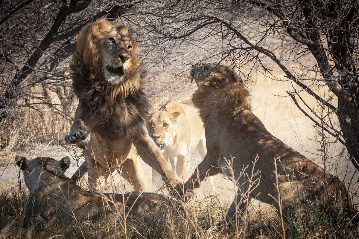 [Science] A crucial population of lions has lost much of its genetic diversity – AI