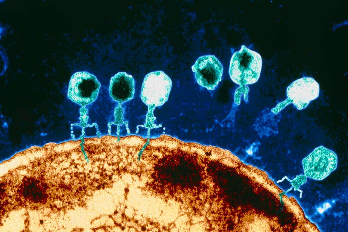 [Science] Giant viruses have weaponised CRISPR against their bacterial hosts – AI