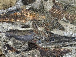 [Science] Incredible fossil find may be first victims of dino-killer asteroid – AI