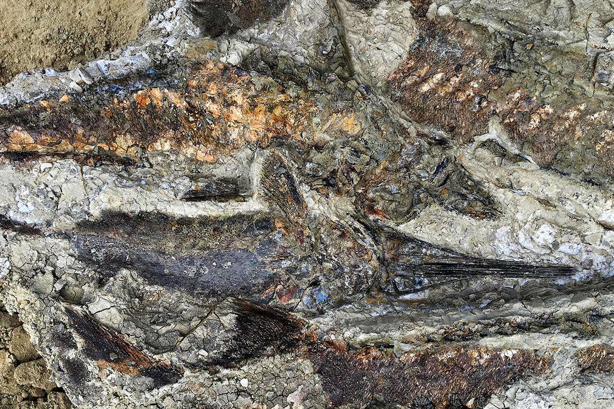 [Science] Incredible fossil find may be first victims of dino-killer asteroid – AI