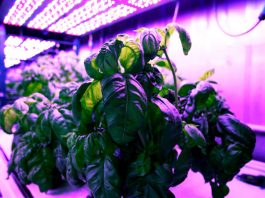[NEWS] MIT’s ‘cyber-agriculture’ optimizes basil flavors – Loganspace