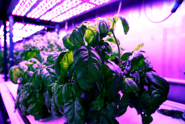 [NEWS] MIT’s ‘cyber-agriculture’ optimizes basil flavors – Loganspace