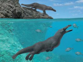 [Science] Amazing four-legged fossil shows how walking whales learned to swim – AI
