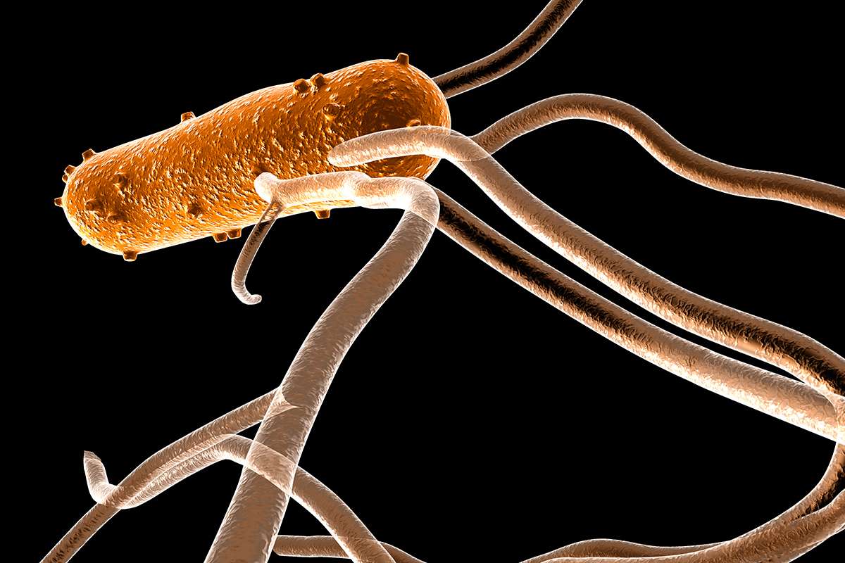 [Science] Salmonella can hijack immune cells to spread around the body – AI