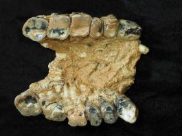 [Science] Did the ancestor of all humans evolve in Europe not Africa? – AI