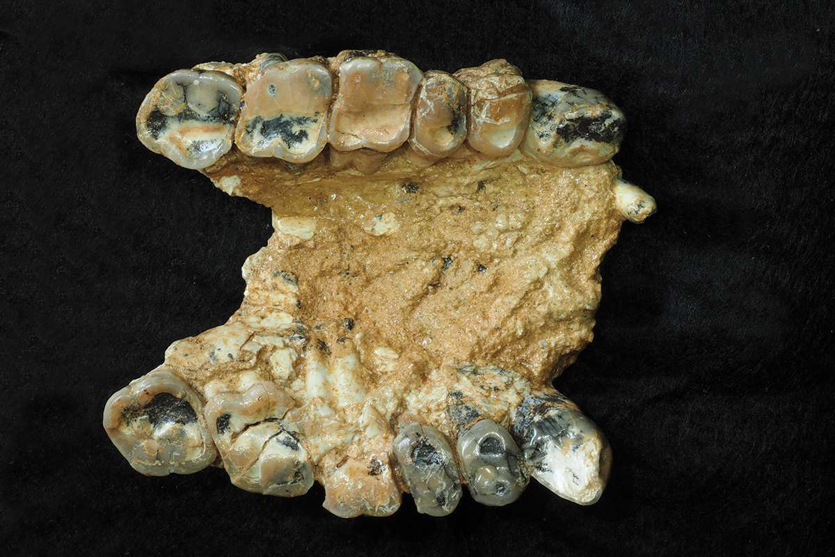 [Science] Did the ancestor of all humans evolve in Europe not Africa? – AI