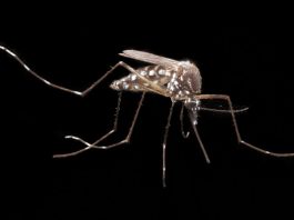 [NEWS] What would it mean to eradicate the mosquito? – Loganspace