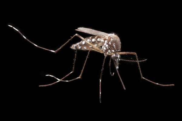 [NEWS] What would it mean to eradicate the mosquito? – Loganspace