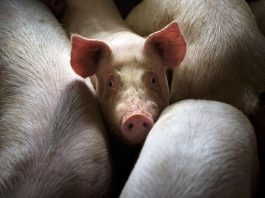 [Science] Pig brains have been partly revived after death – what does this mean? – AI