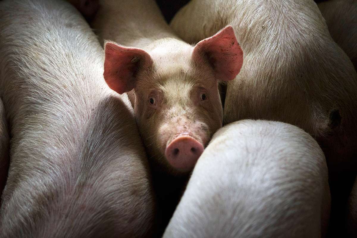 [Science] Pig brains have been partly revived after death – what does this mean? – AI