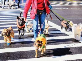 [Science] Dog owners are more likely to get the recommended amount of exercise – AI