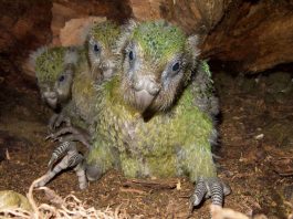 [Science] Baby boom for the kakapo, New Zealand’s critically endangered parrot – AI