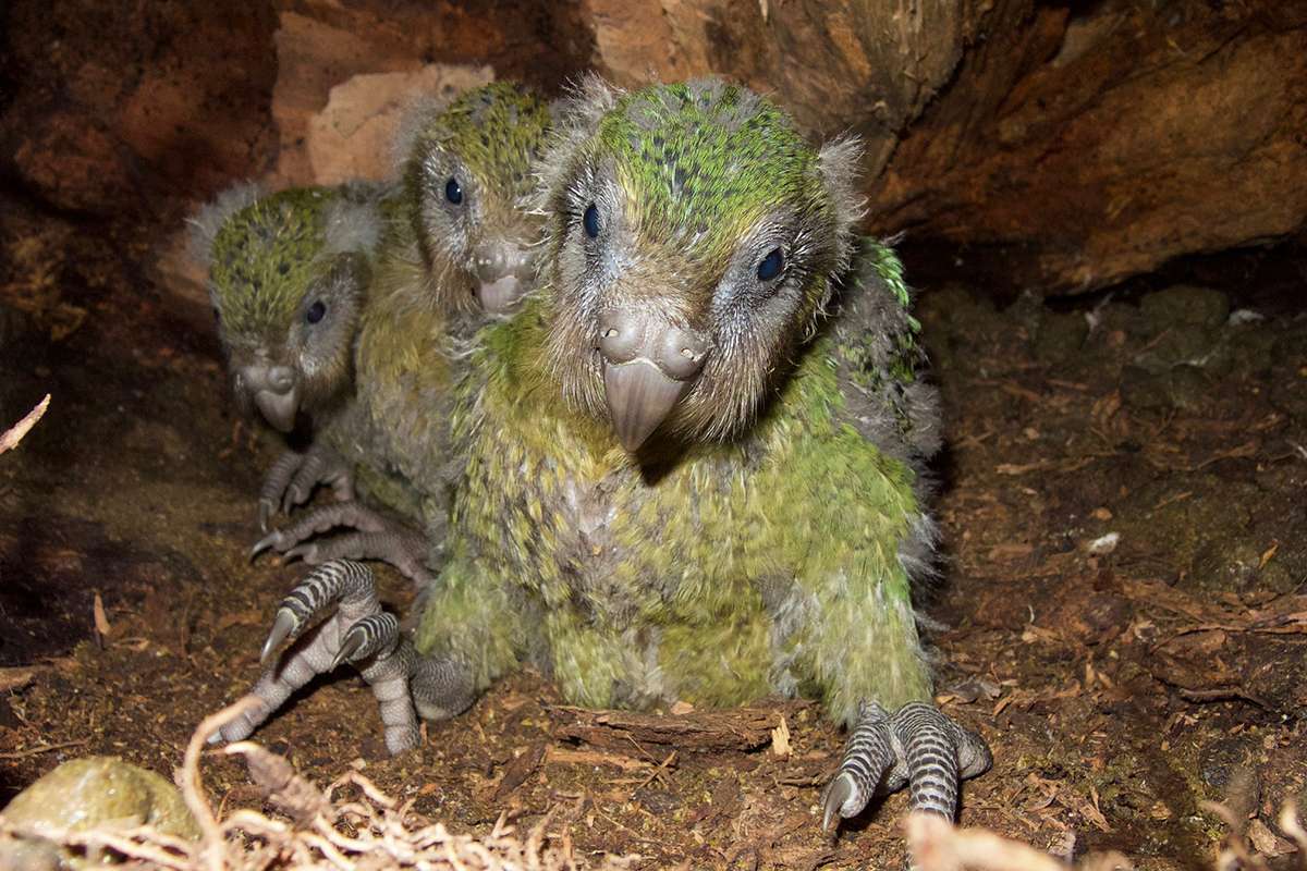 [Science] Baby boom for the kakapo, New Zealand’s critically endangered parrot – AI