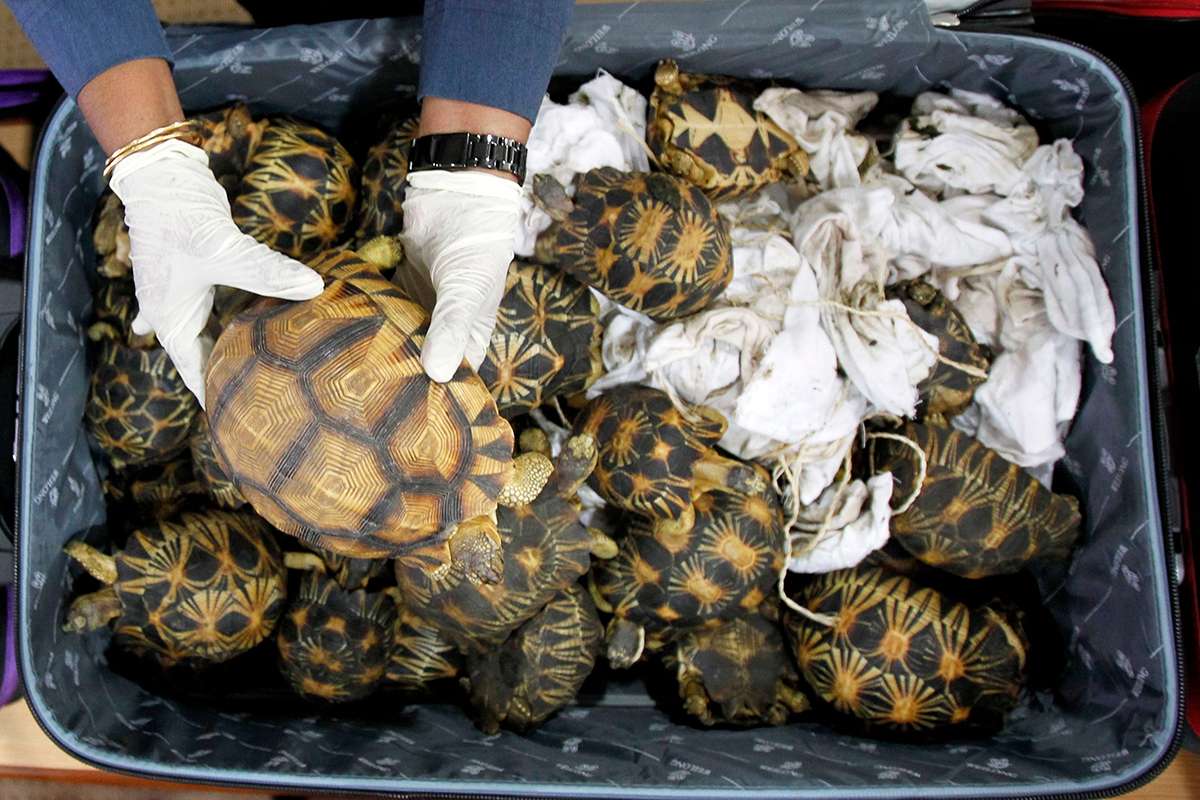 [Science] UK government directs £4.6 million to tackling illegal wildlife trade – AI