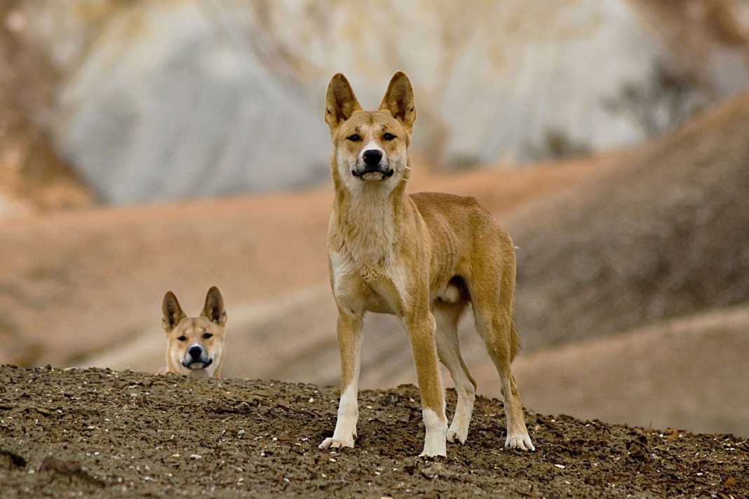 [Science] Australia’s dingoes may keep feral cats in check and protect wildlife – AI