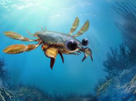 [Science] ‘Rule-breaking’ crab fossils have weird shrimp and lobster features – AI