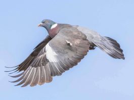 [Science] Have people in the UK really been banned from shooting wood pigeons? – AI