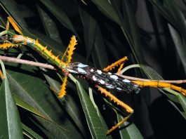[Science] Two species of colourful stick insects discovered in Madagascar – AI