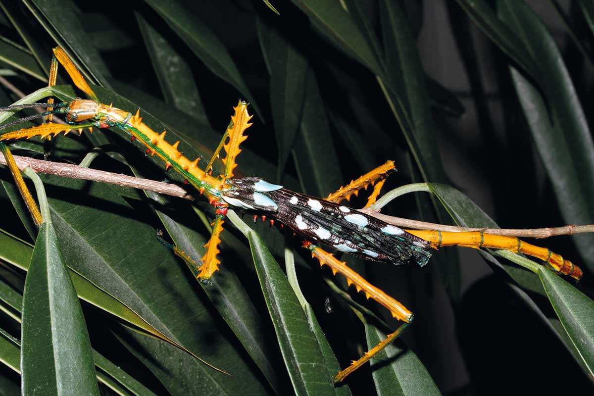 [Science] Two species of colourful stick insects discovered in Madagascar – AI