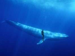 [Science] Huge whales may have evolved millions of years earlier than we thought – AI