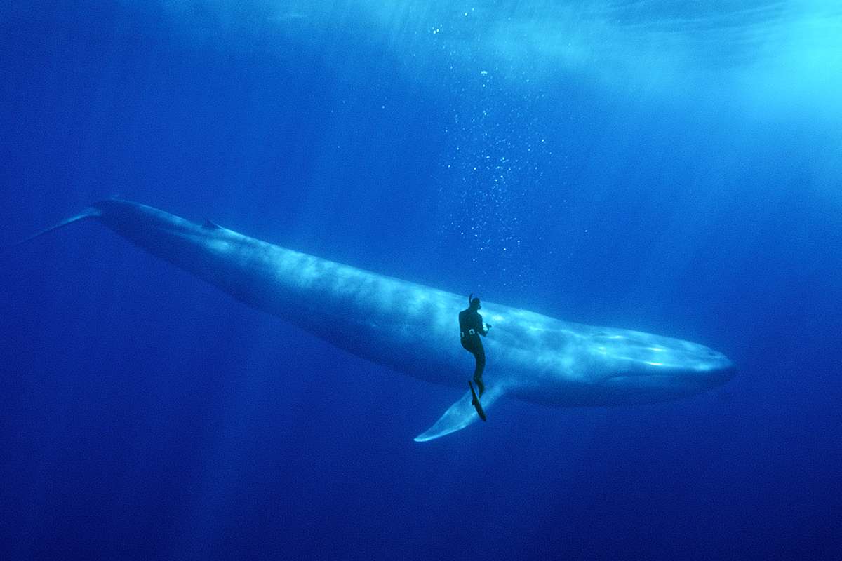 [Science] Huge whales may have evolved millions of years earlier than we thought – AI