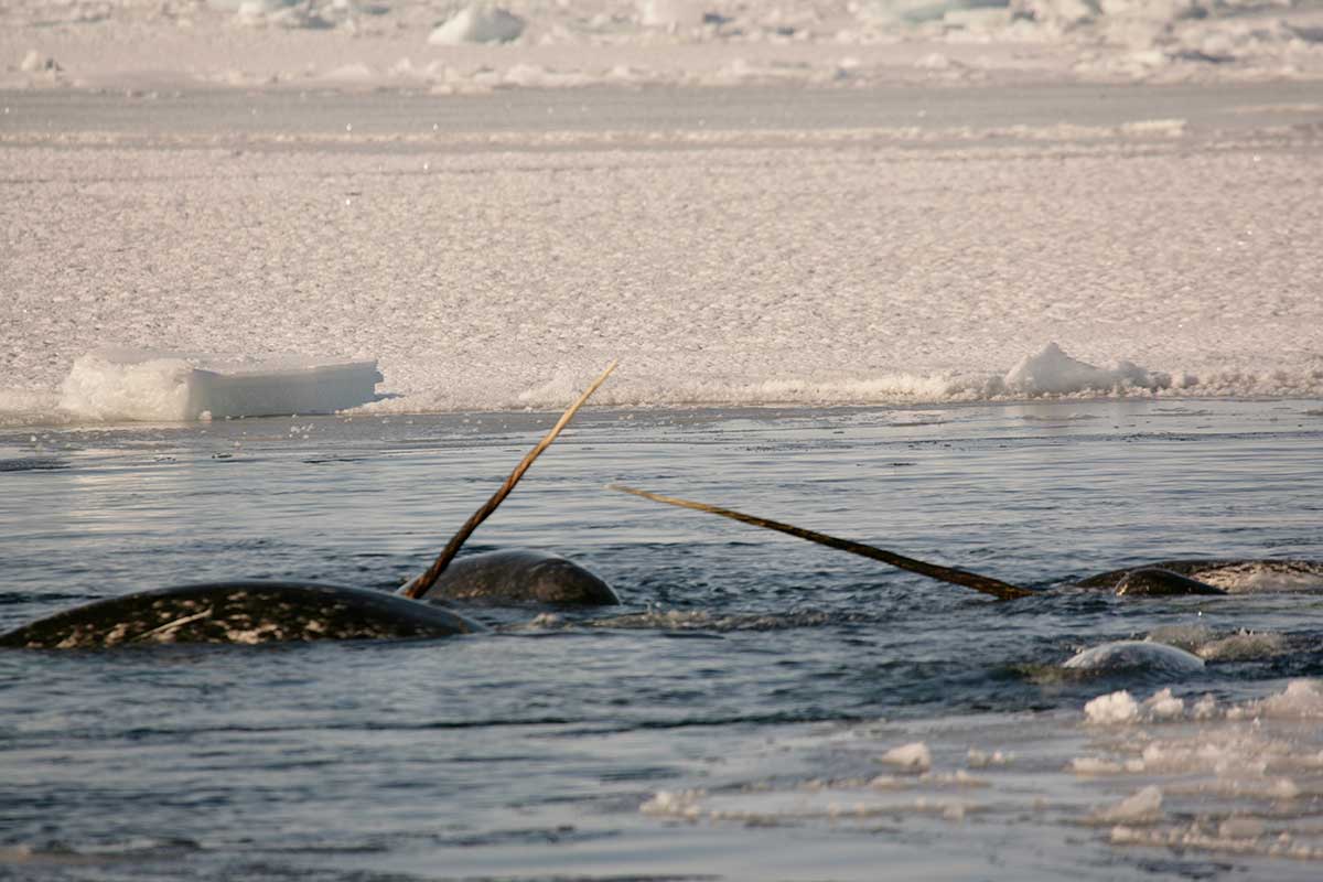 [Science] Narwhals are thriving despite extremely low genetic diversity – AI