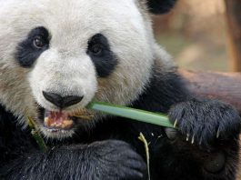 [Science] Pandas gobble as much protein as polar bears despite being vegetarian – AI