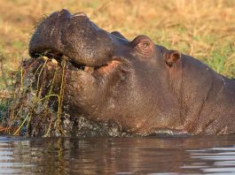 [Science] Hippos poop a huge amount of silicon every day – and it’s a good thing – AI