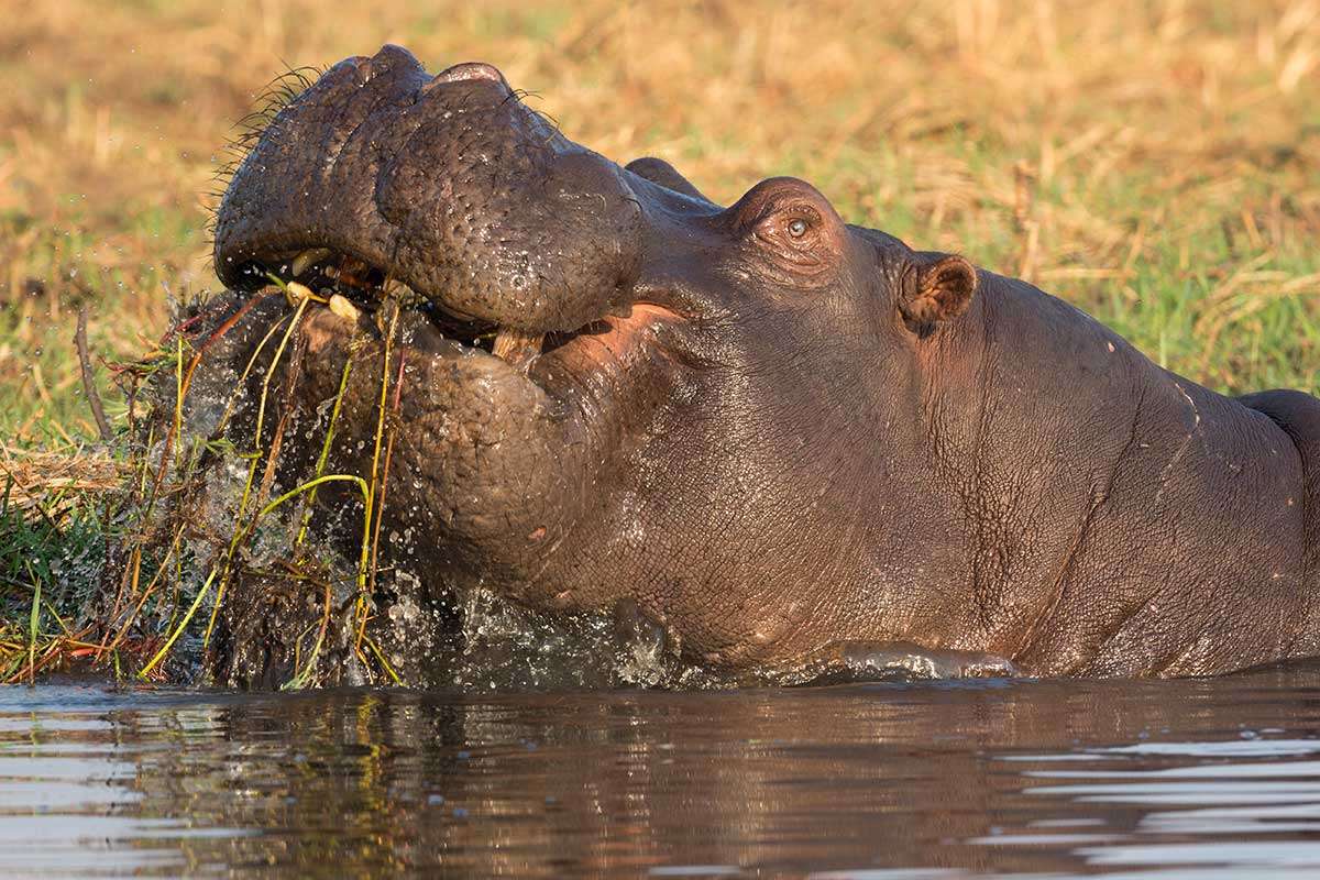 [Science] Hippos poop a huge amount of silicon every day – and it’s a good thing – AI
