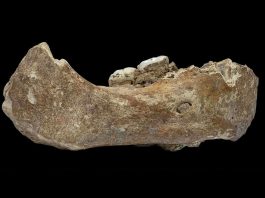[Science] Major discovery suggests Denisovans lived in Tibet 160,000 years ago – AI