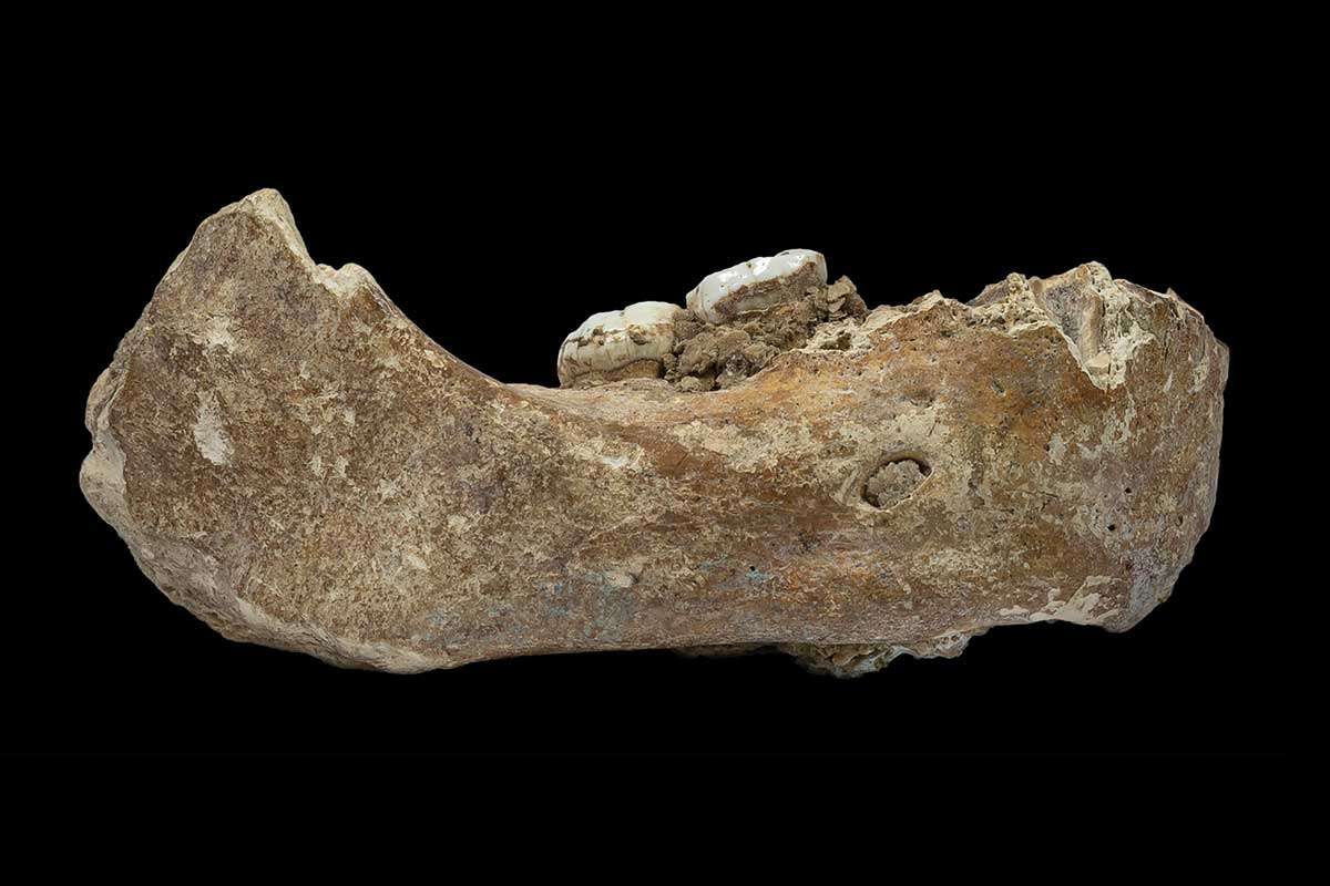 [Science] Major discovery suggests Denisovans lived in Tibet 160,000 years ago – AI