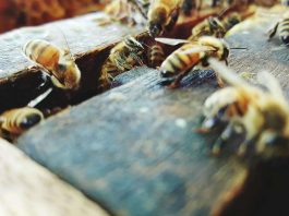 [Science] Older bees pass on immunity-boosting molecules to their young in jelly – AI