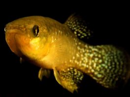 [Science] Pollution-proof fish borrow genes from relatives to survive toxins – AI