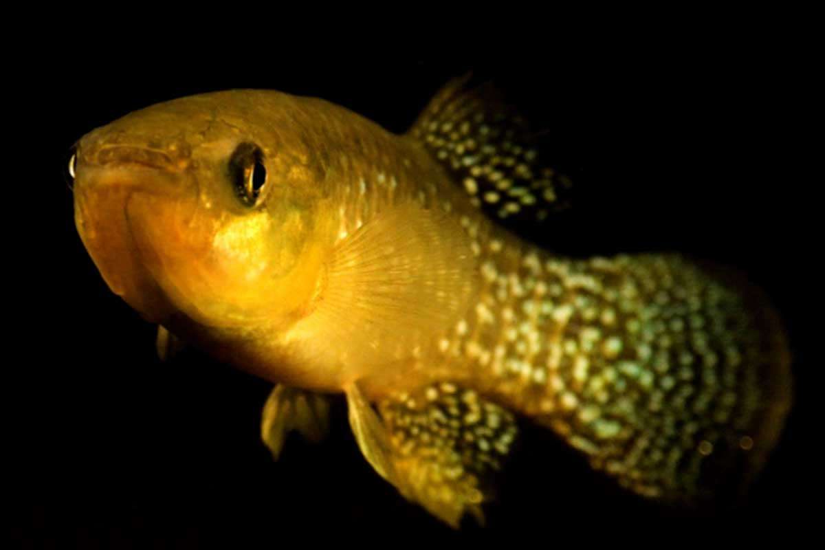 [Science] Pollution-proof fish borrow genes from relatives to survive toxins – AI