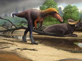 [Science] We’ve found the medium-sized tyrannosaurs that came before T. rex – AI