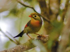 [Science] Birds introduced to Hawaii have evolved rapidly in just decades – AI