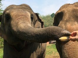 [Science] Elephants can judge the quantity of hidden food just by using smell – AI