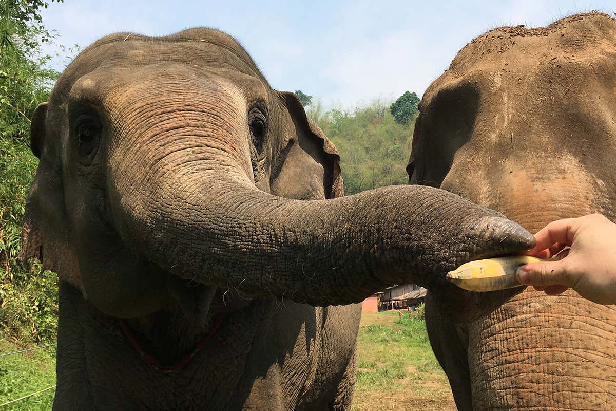 [Science] Elephants can judge the quantity of hidden food just by using smell – AI