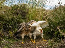 [Science] Plan to remove hen harrier eggs and raise them in captivity criticised – AI