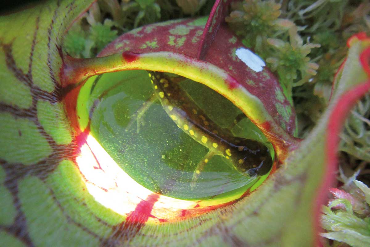 [Science] Carnivorous pitcher plants are regularly eating vertebrate animals – AI