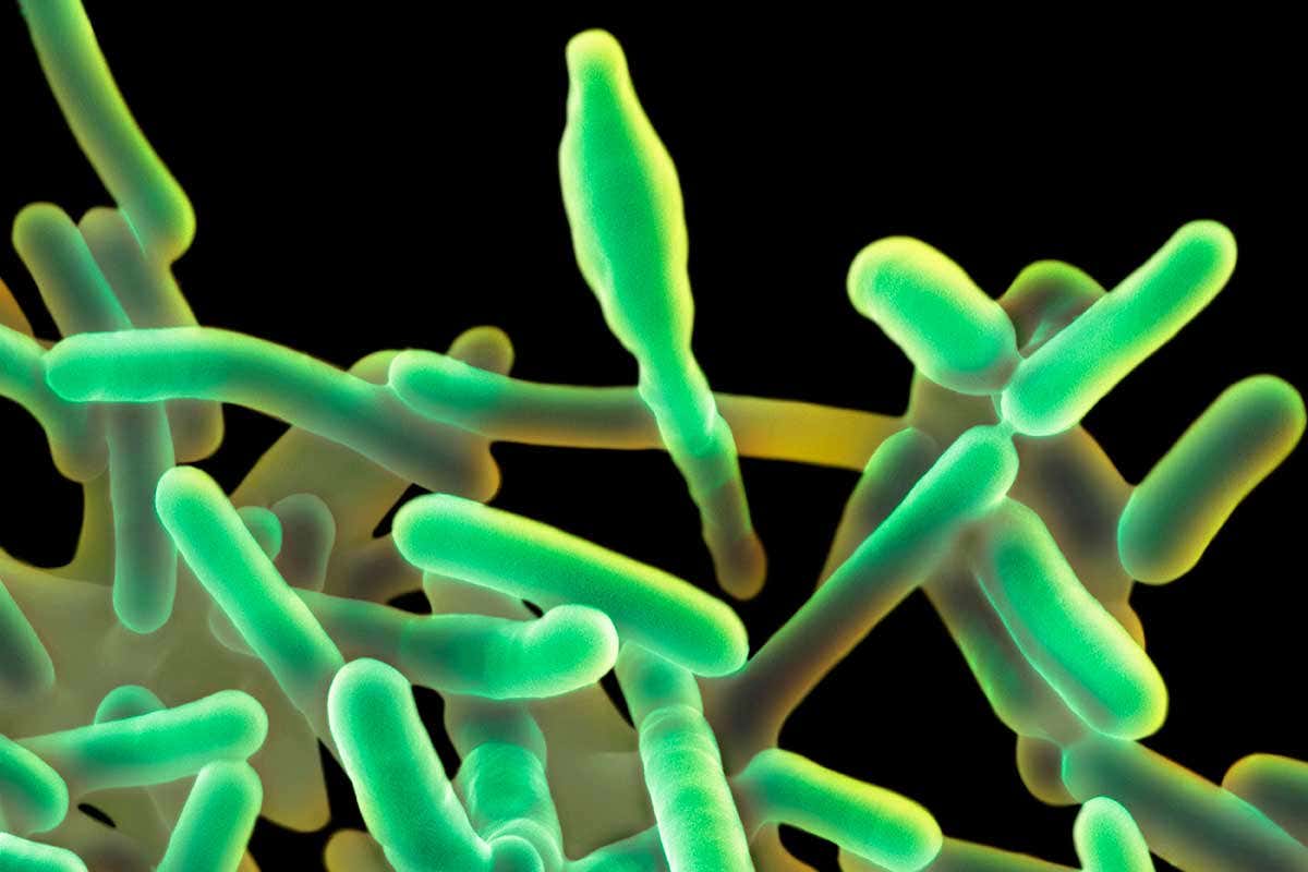 [Science] Everything you need to know about the hospital food listeria outbreak – AI