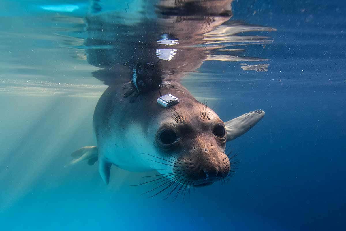 [Science] Seals consciously reduce blood flow to their blubber before diving – AI