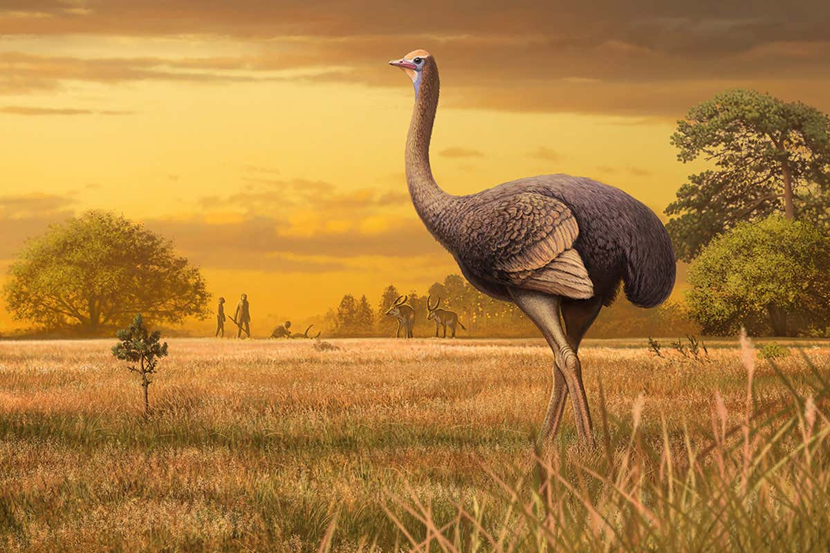 [Science] Flightless bird three times the size of an ostrich used to roam Europe – AI