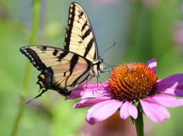 [Science] Butterfly numbers fell by one third in the US over last two decades – AI