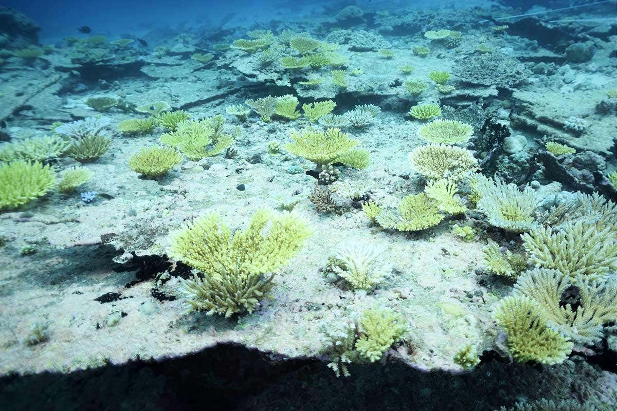 [Science] Double heatwave killed two-thirds of coral in central Indian Ocean – AI
