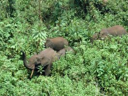 [Science] Elephants help forests store more carbon by destroying smaller plants – AI
