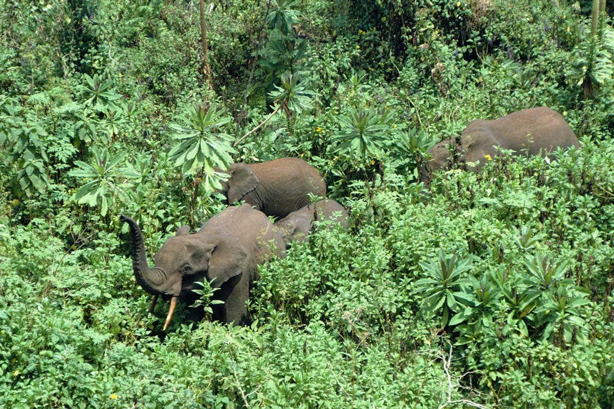 [Science] Elephants help forests store more carbon by destroying smaller plants – AI
